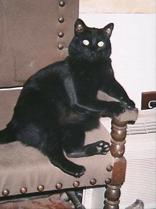 /Images/uploads/Humane Society of Utah/HSUCalendar/entries/788thumb.jpg